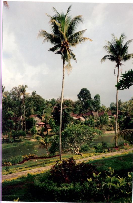 bali0015